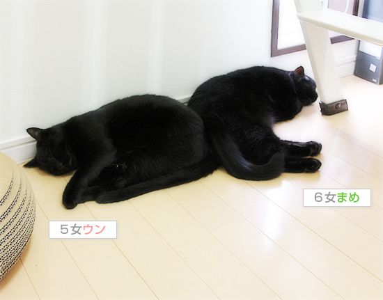 黒猫を見て、季節を感じる_a0389088_17471512.jpg