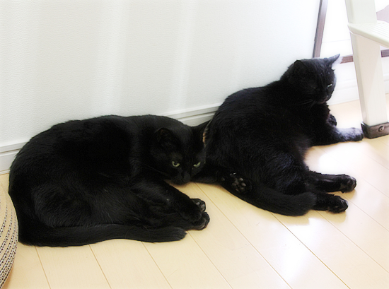 黒猫を見て、季節を感じる_a0389088_17471548.jpg