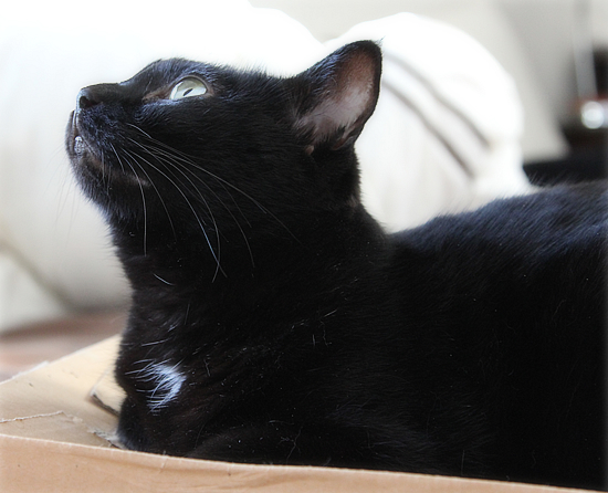 黒猫を見て、季節を感じる_a0389088_17471592.jpg