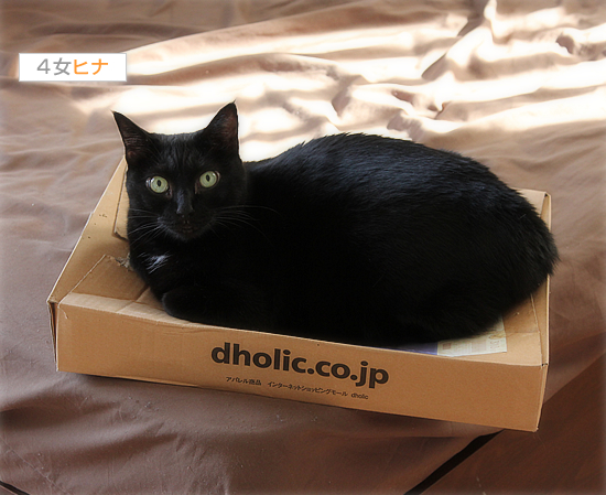 黒猫を見て、季節を感じる_a0389088_17471594.jpg