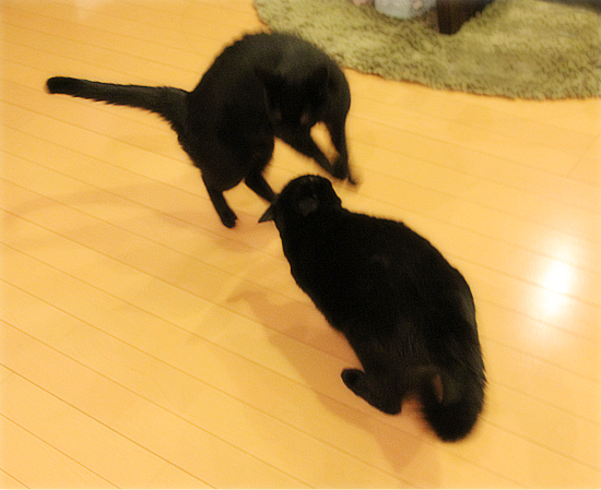 ヘンテコな夜をたっぷり満喫♪_a0389088_17471725.jpg