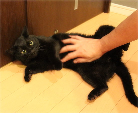 ヘンテコな夜をたっぷり満喫♪_a0389088_17471787.jpg