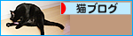 夏の余韻にひたる「腹肉」_a0389088_17471828.jpg