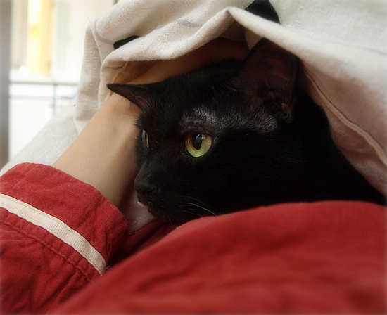 猫エイズと白血病・・・だけど、生きてる。_a0389088_17471928.jpg