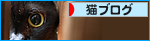 猫エイズと白血病・・・だけど、生きてる。_a0389088_17471980.jpg