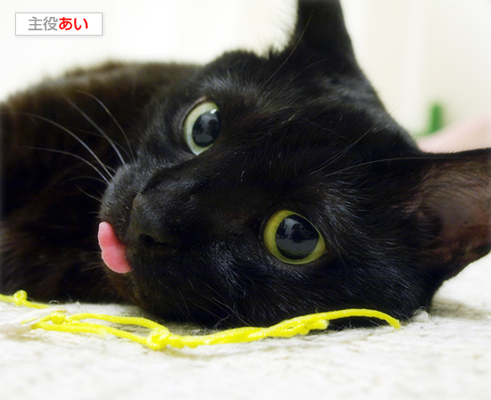 猫エイズと白血病・・・だけど、生きてる。_a0389088_17471983.jpg