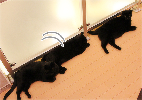 黒猫の大行列!_a0389088_17472017.jpg