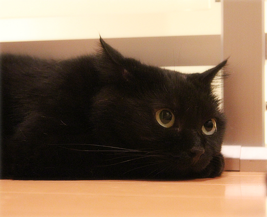 黒猫の大行列!_a0389088_17472028.jpg