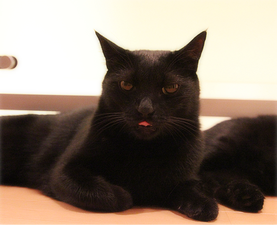 黒猫の大行列!_a0389088_17472033.jpg
