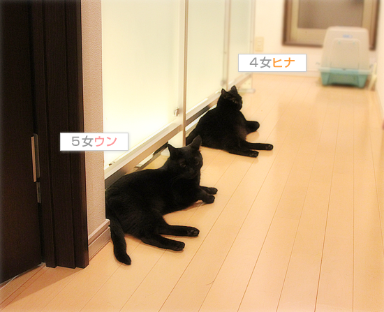 黒猫の大行列!_a0389088_17472052.jpg