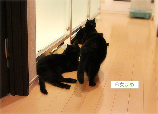 黒猫の大行列!_a0389088_17472098.jpg