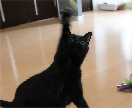 生まれてはじめての・・・_a0389088_17472299.jpg