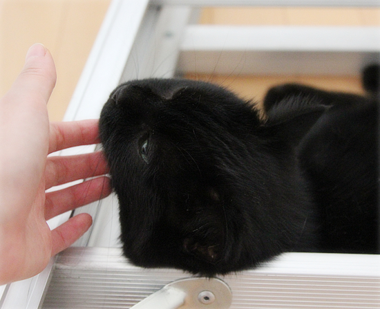 猫から学んだリラックス法?_a0389088_17472313.jpg