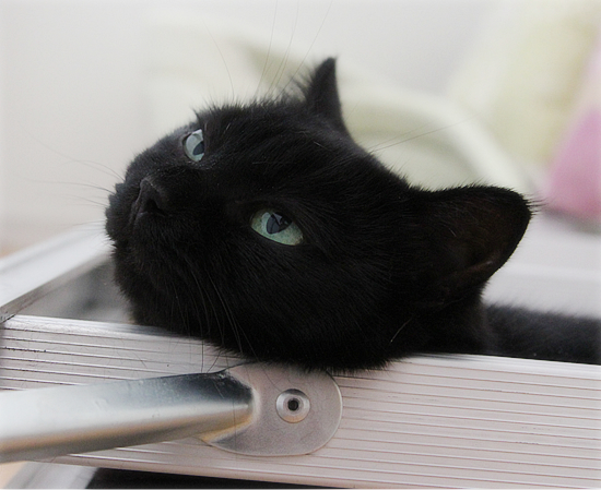 猫から学んだリラックス法?_a0389088_17472385.jpg