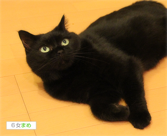 あまえんぼうNO1は誰だ!?_a0389088_17473281.jpg