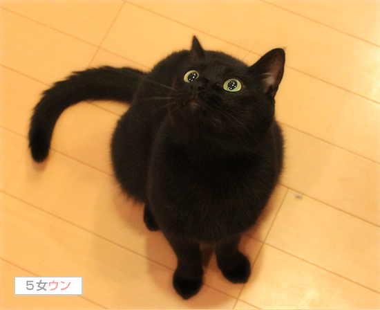 ダイエット作戦!_a0389088_17473501.jpg