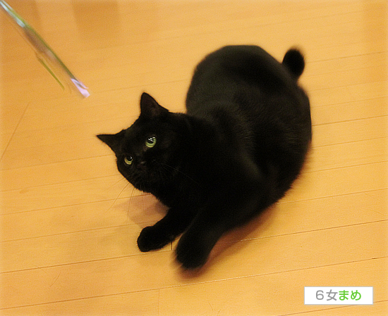 超ヒットのおもちゃ_a0389088_17473881.jpg