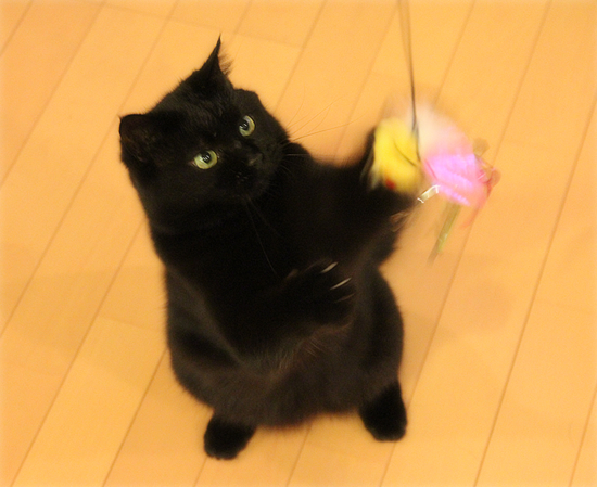 超ヒットのおもちゃ_a0389088_17473971.jpg