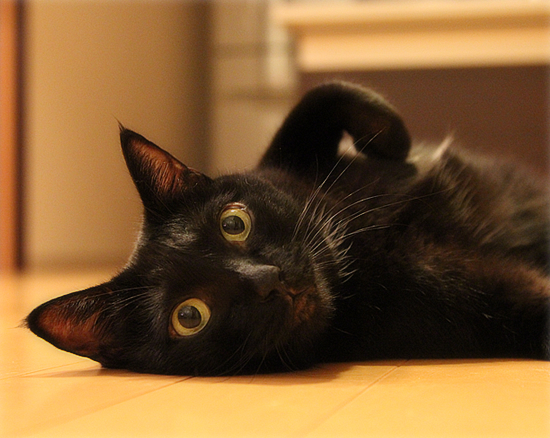 どぇんどぇん招き猫_a0389088_17474237.jpg