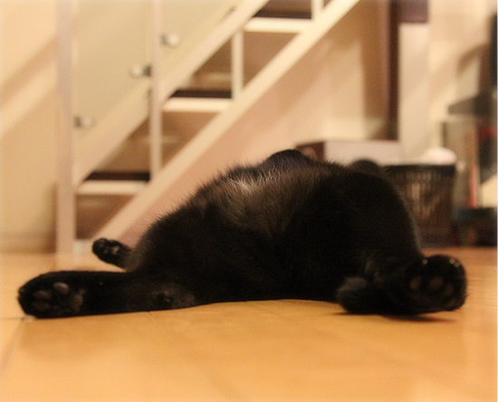 どぇんどぇん招き猫_a0389088_17474279.jpg