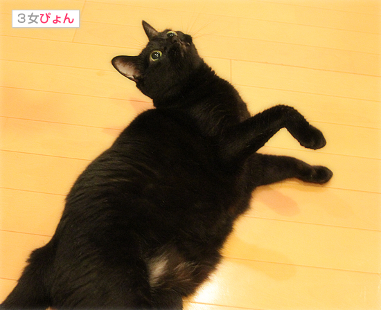 これでもヤル気です_a0389088_17474303.jpg