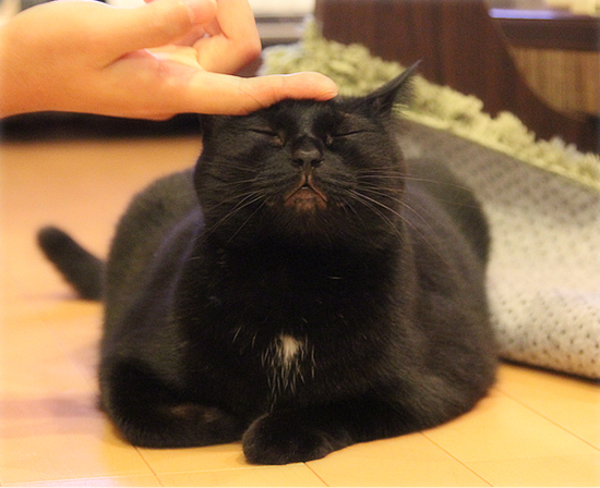 どぇんどぇん招き猫_a0389088_17474369.jpg
