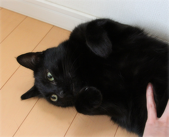 猫は最高の癒し_a0389088_17474416.jpg