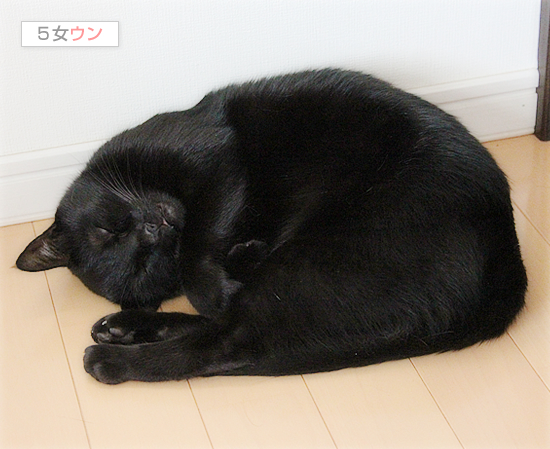 猫は最高の癒し_a0389088_17474423.jpg