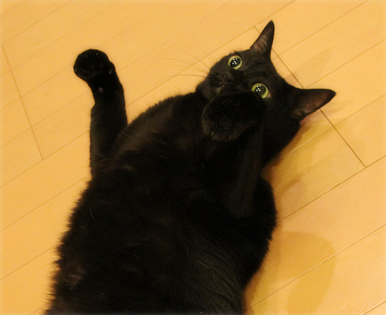 これでもヤル気です_a0389088_17474433.jpg