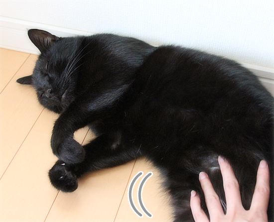 猫は最高の癒し_a0389088_17474438.jpg