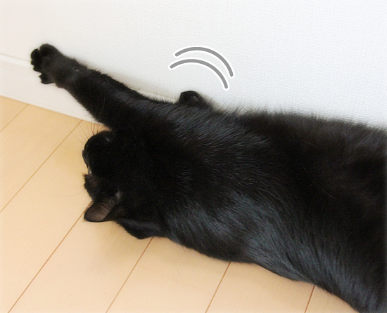 猫は最高の癒し_a0389088_17474441.jpg