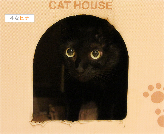 我が家の黒猫事情_a0389088_17474505.jpg