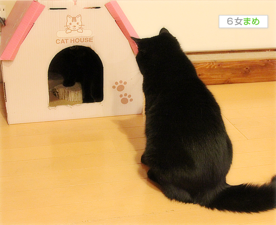 我が家の黒猫事情_a0389088_17474550.jpg