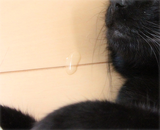 猫は最高の癒し_a0389088_17474570.jpg