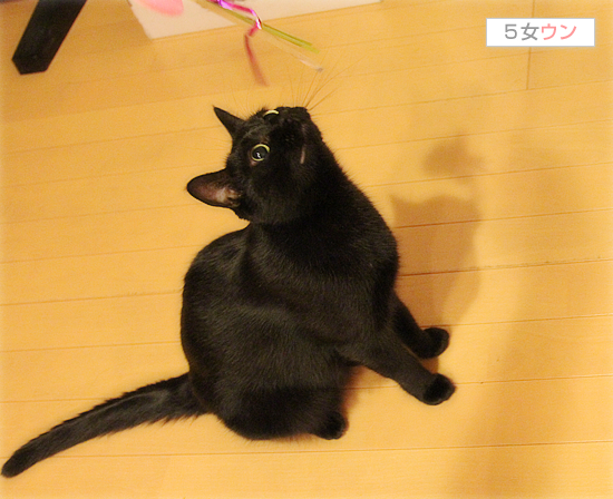 我が家の黒猫事情_a0389088_17474597.jpg