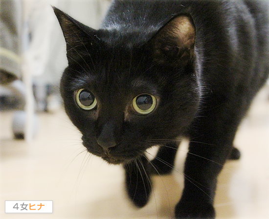 黒目ギュピーン ちいさなチカラ 黒目ギュピーン ちいさなチカラ