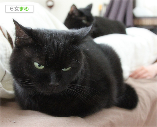 猫まみれの時間ですよ!_a0389088_17480513.jpg