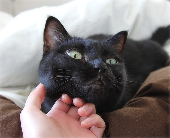 猫まみれの時間ですよ!_a0389088_17480544.jpg
