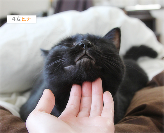 猫まみれの時間ですよ!_a0389088_17480546.jpg