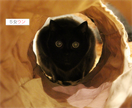 歴代黒猫、御用達のアレ♪_a0389088_17480549.jpg