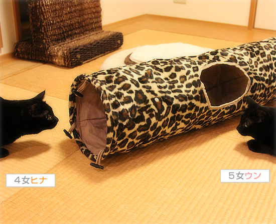 歴代黒猫、御用達のアレ♪_a0389088_17480583.jpg