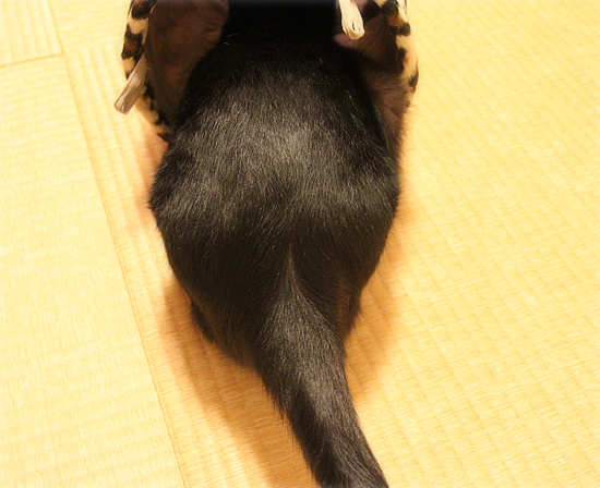 歴代黒猫、御用達のアレ♪_a0389088_17480670.jpg