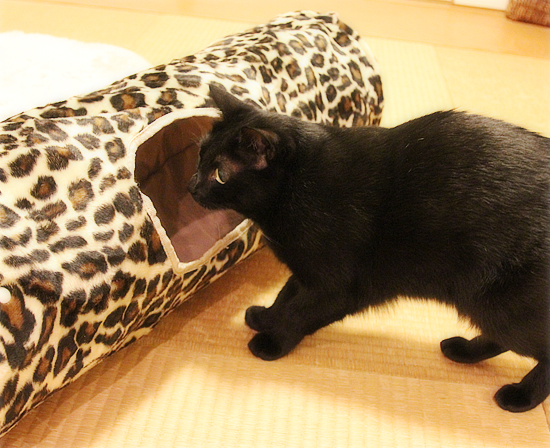 歴代黒猫、御用達のアレ♪_a0389088_17480682.jpg