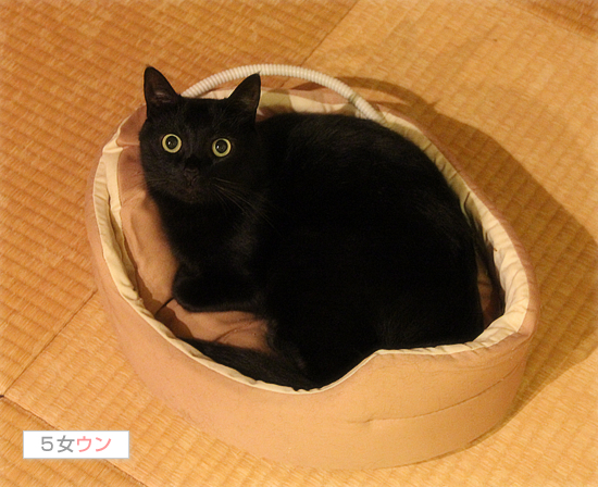 断捨離に背いて・・・_a0389088_17480699.jpg