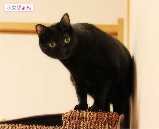 子猫の特権!_a0389088_17481055.jpg