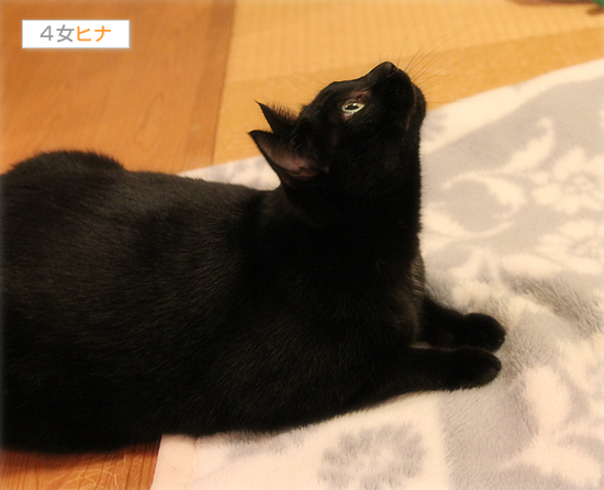 子猫の特権!_a0389088_17481069.jpg
