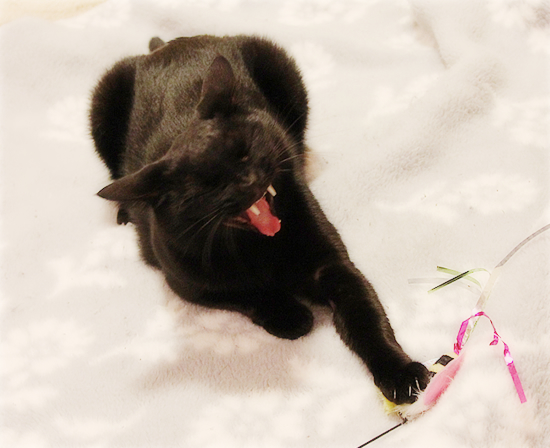 子猫の特権!_a0389088_17481114.jpg
