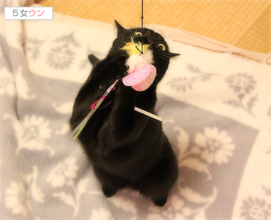 子猫の特権!_a0389088_17481141.jpg
