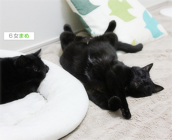 失われた「野生」_a0389088_17481444.jpg
