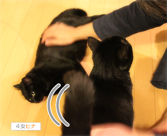 沸騰猫!まめ_a0389088_17482011.jpg